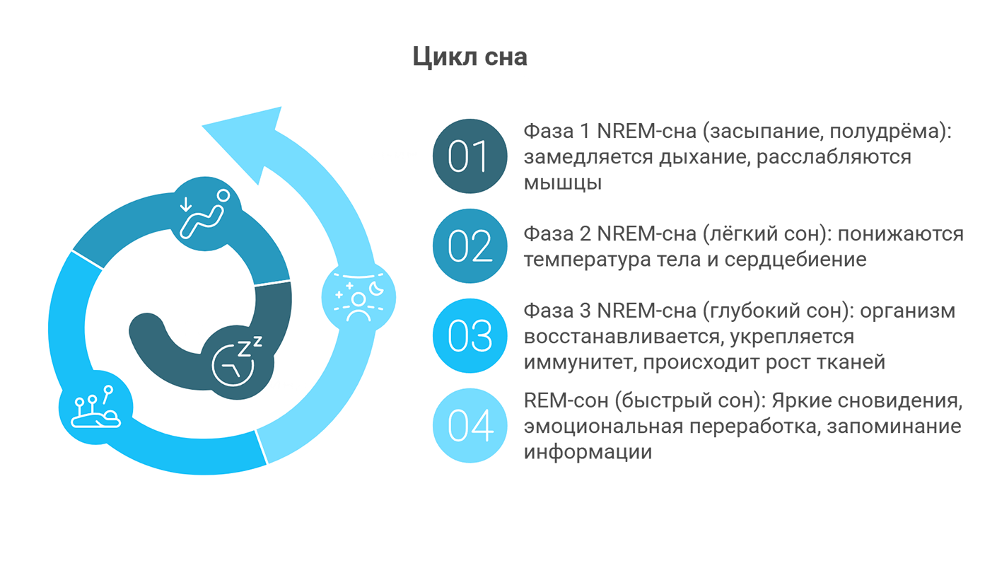 Цикл сна (инфографика)
